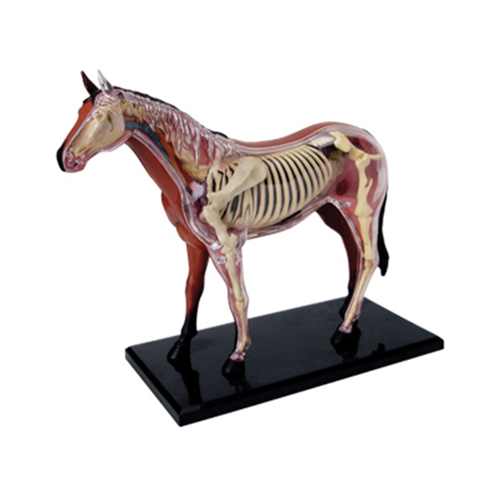 Science Toys Diy - 動物の解剖学モデル,乗馬玩具,教育玩具,人気の科学機器