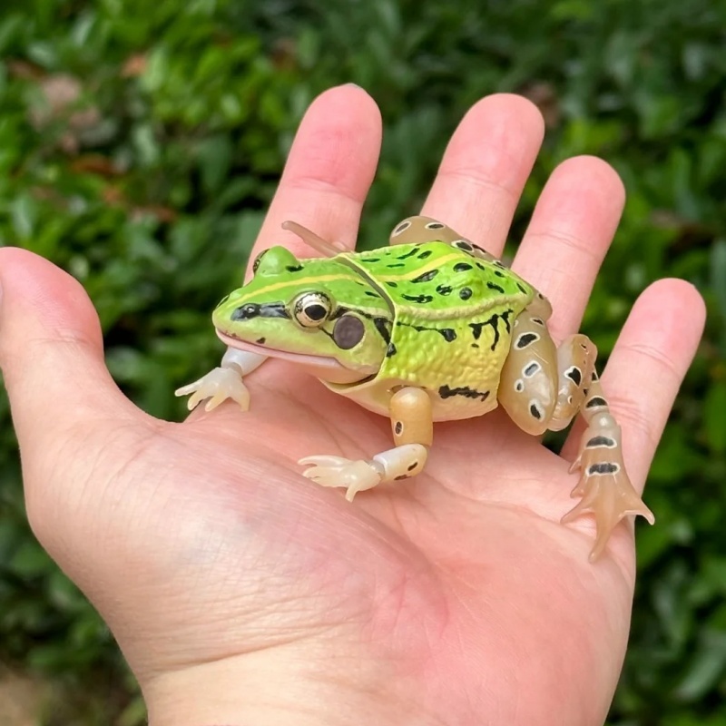 Science Toy - バンダイ公式リアルな黒点カエル ガシャポン - 科学自然動物モデル ライセンス教育チャーム グッズ